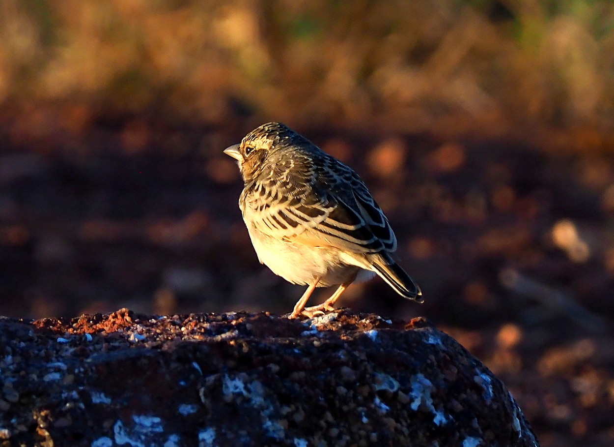 image Singing Bushlark